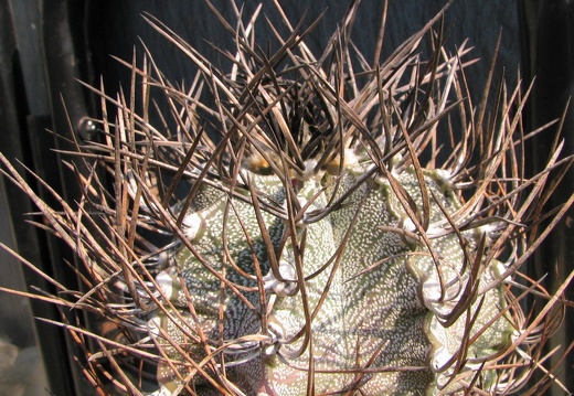Astrophytum niveum (3104 відвідувань) Фото и растение Владимира Фоменко (Запорожье) Astrophytum niveum