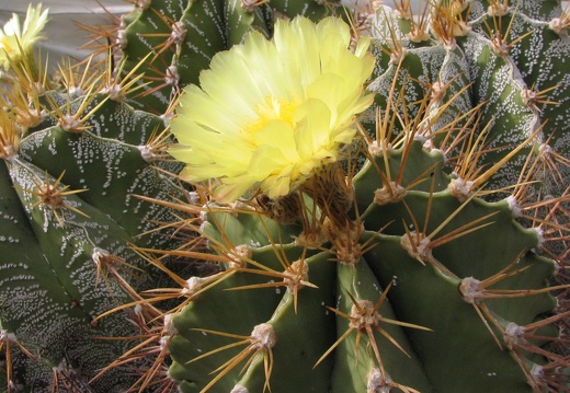Astrophytum ornatum v. glabrescens (2765 відвідувань) Фото и растение Владимира Фоменко (Запорожье) Astrophytum ornatum v. glabrescens