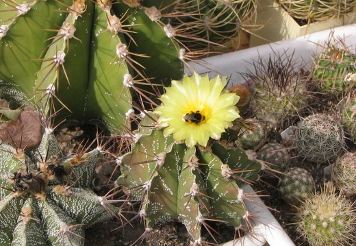 Astrophytum ornatum (3088 відвідувань) Фото и растение Владимира Фоменко (Запорожье) Astrophytum ornatum