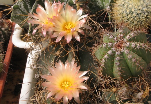Astrophytum senile v. aureiflorum (2720 відвідувань) Фото и растения Владимира Фоменко (Запорожье) Astrophytum senile v. aureiflorum