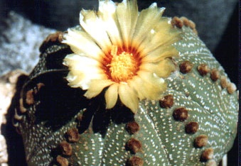 Astrophytum asterias (2876 відвідувань) Фото и растение Арлена Александровича Буренкова (Киев... Astrophytum asterias