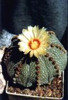 Astrophytum asterias