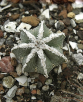 Aztekium hintonii