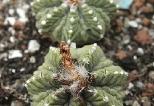 Aztekium ritteri 002 (2186 відвідувань) Aztekium ritteri 002