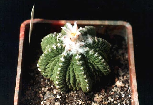 Aztekium ritteri (3496 відвідувань) Фото и растение Ивановой Елены (Киев) Aztekium ritteri