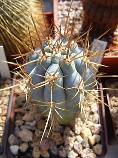 Azureocereus hertlingianus