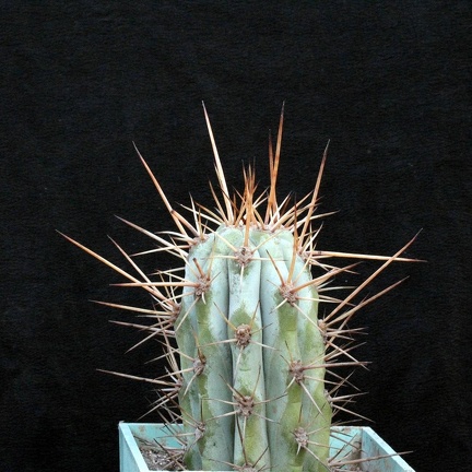 Azureocereus hertlingianus 001