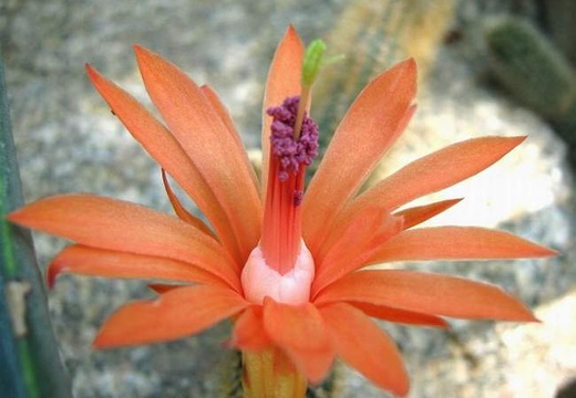 Cleistocactus Winterocereus aureispinus Krup FG (2187 відвідувань) Cleistocactus Winterocereus aureispinus Krup FG