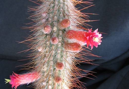 Cleistocactus tupizensis (1914 відвідувань) Cleistocactus tupizensis