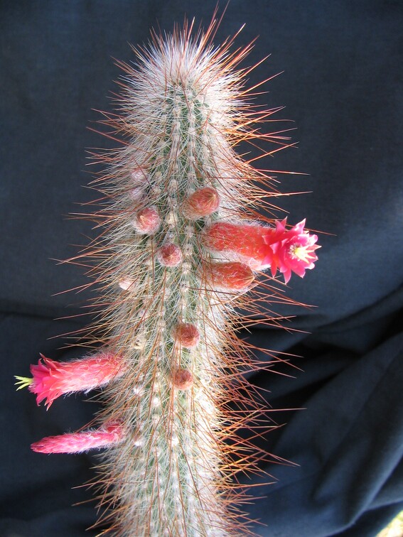Cleistocactus tupizensis