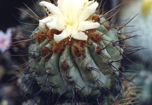 Copiapoa sp. (2450 відвідувань) Фото и растение Александра и Сергея Червинко (Винница)
... Copiapoa sp.