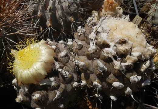 Copiapoa hypogaea-02 (1922 відвідувань) Copiapoa hypogaea-02