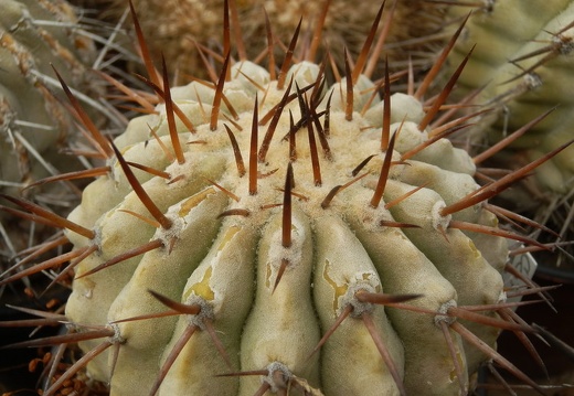 Copiapoa cinerea2 (2185 відвідувань) Copiapoa cinerea2