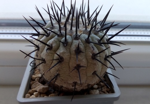 Copiapoa cinerea v columna-alba (2287 відвідувань) Copiapoa cinerea v columna-alba