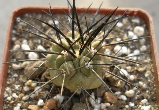 Copiapoa dealbata Lavr (1864 відвідувань) Copiapoa dealbata Lavr