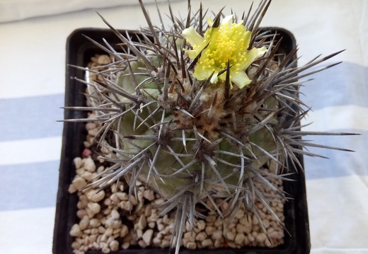 Copiapoa echinoides v cuprea carrizal Bajo (2157 відвідувань) Copiapoa echinoides v cuprea carrizal Bajo