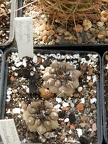 Copiapoa hypogaea-01