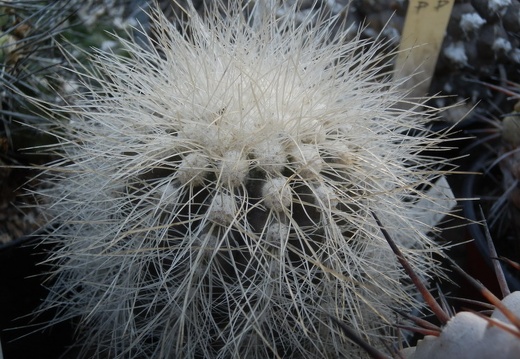 Copiapoa krainziana (1861 відвідувань) Copiapoa krainziana