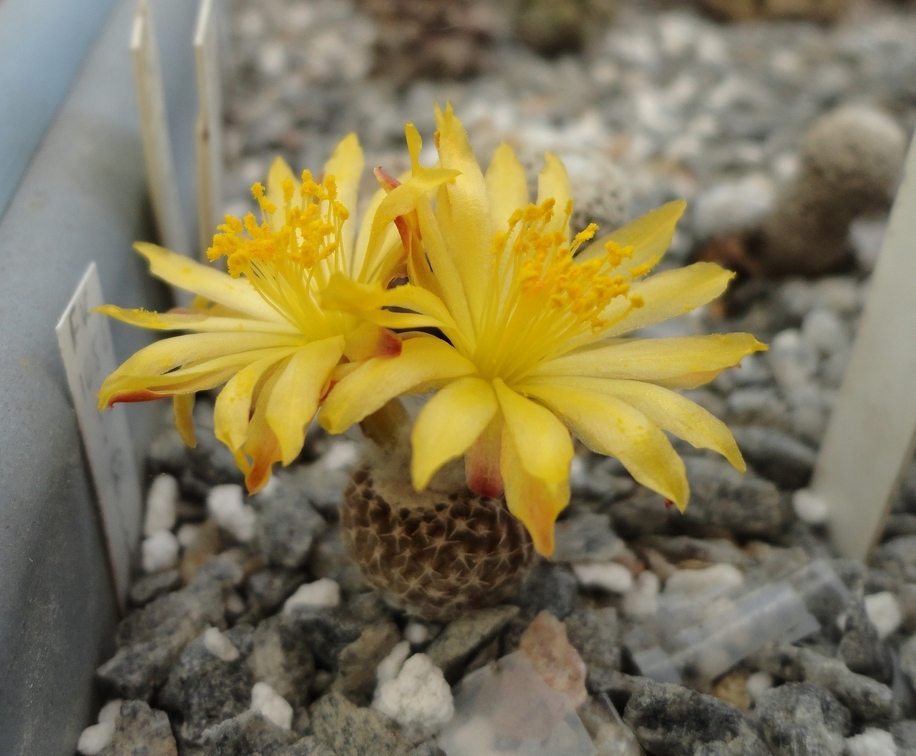 Copiapoa laui 001