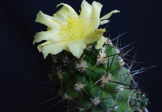 Copiapoa longispina Pechersky (1817 відвідувань) Copiapoa longispina Pechersky
