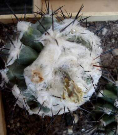 Copiapoa malletiana4Burzak FG