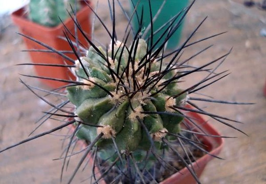 Ph Copiapoa dealbata Burzak (1761 відвідувань) Ph Copiapoa dealbata Burzak
