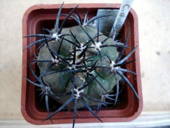 Ph Copiapoa dura Burzak