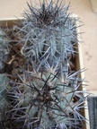 Ph Copiapoa lembckei1 Burzak