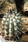 Copiapoa cinerea v. columna-alba