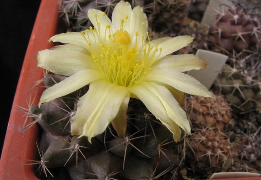 Copiapoa humilis (3173 відвідувань) Фото и растение Владимира Фоменко (Запорожье)
Copiapoa humilis