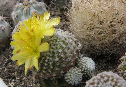 Copiapoa laui (3275 відвідувань) Фото и растения Владимира Фоменко (Запорожье)
Copiapoa laui