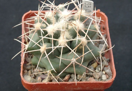 Coriphanta scheeri SB849 (1885 відвідувань) Coriphanta scheeri SB849