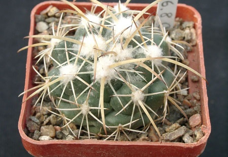 Coriphanta sulkolanata (2060 відвідувань) Coriphanta sulkolanata