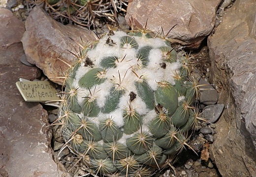 Coryphantha calipensis (2203 відвідувань) Coryphantha calipensis