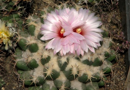 Coryphantha elephantidens Fomenko (2252 відвідувань) Coryphantha elephantidens Fomenko