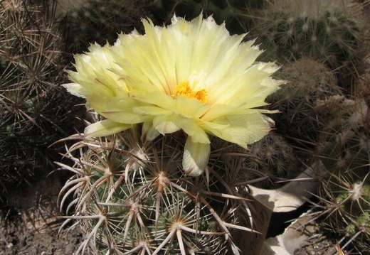 Coryphantha kracikii Fomenko (1876 відвідувань) Coryphantha kracikii Fomenko