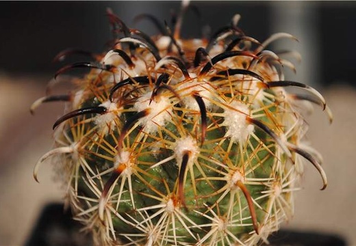 Coryphantha kracikii KKR339 (2779 відвідувань) Coryphantha kracikii KKR339