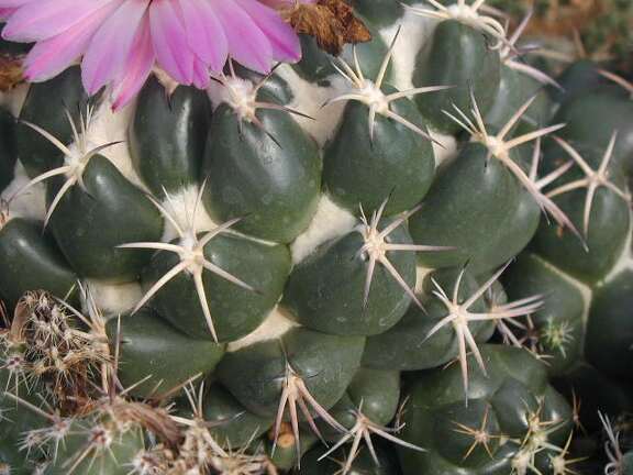 Coryphantha recurvispina pl