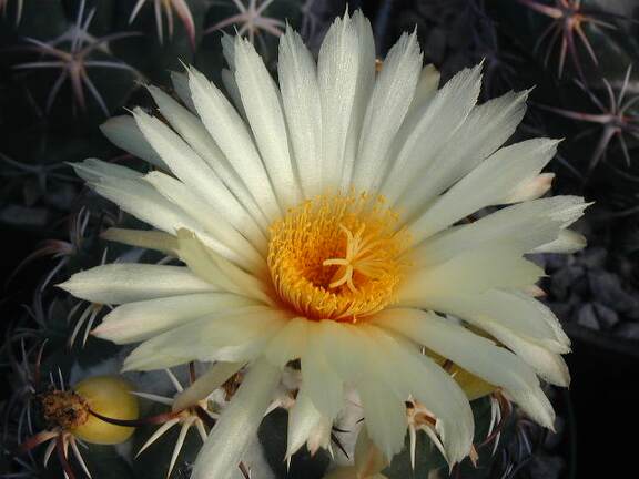 Coryphantha tripugionacantha L1464