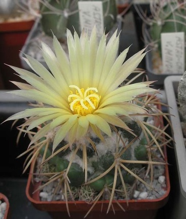 coryphantha sulcolanata FG Ru