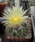 coryphantha sulcolanata FG Ru