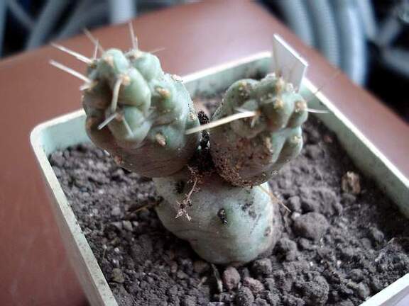 Cumulopuntia dactylifera Burzak FG