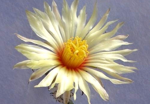 Digitostigma caput-medusae flower Lira FG (1838 відвідувань) Digitostigma caput-medusae flower Lira FG