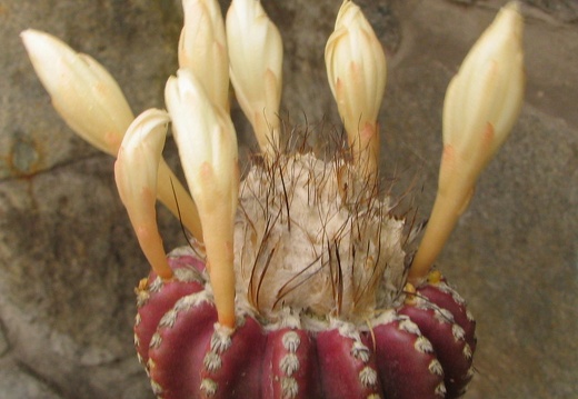 Discocactus horstii (3651 відвідувань) Фото и растение Владимира Фоменко (Запорожье)
Discocactus horstii