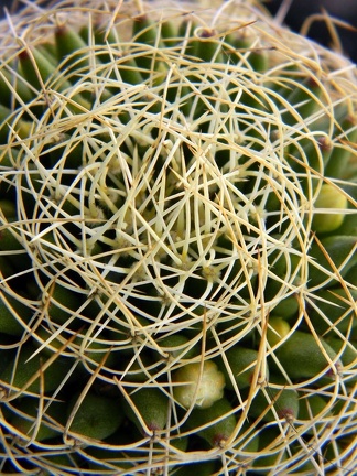 Dolichothele camptotricha Kovtun 88