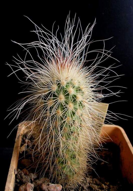 Echinocereus delaetii Navajo FG