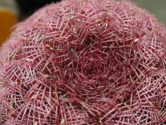 Echinocereus rigidissimus v  rubrispinus Mudrak - victory jan 2012