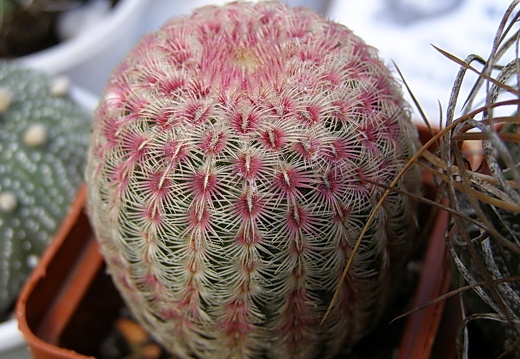 Echinocereus rigidissimus v rubrispinus (1745 відвідувань) Echinocereus rigidissimus v rubrispinus