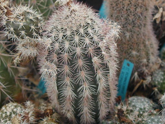 Echinocereus scopulorum pl