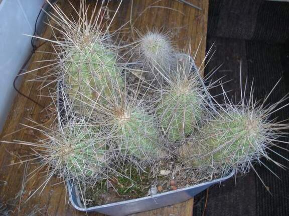 Echinocereus stramineus1 Burzak FG